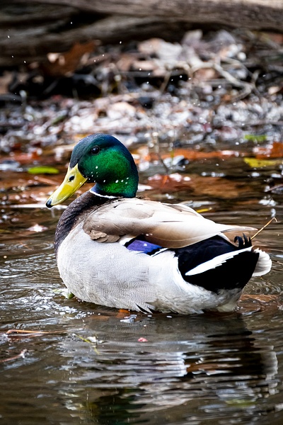 Duck - Nature - Osvaldo Corea 