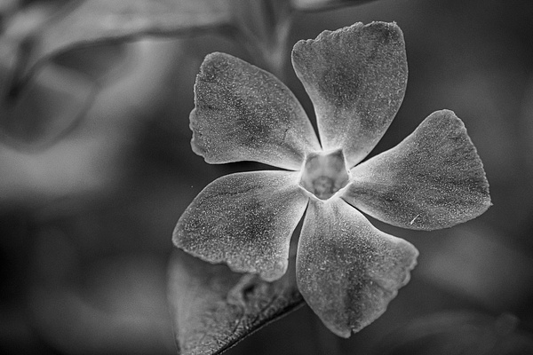 Black and White Flower - Nature - Osvaldo Corea 