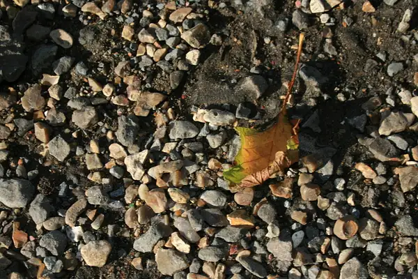 leaf by Cj Collins