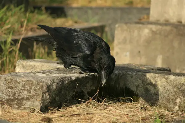 Crow in a cemetery by Cj Collins