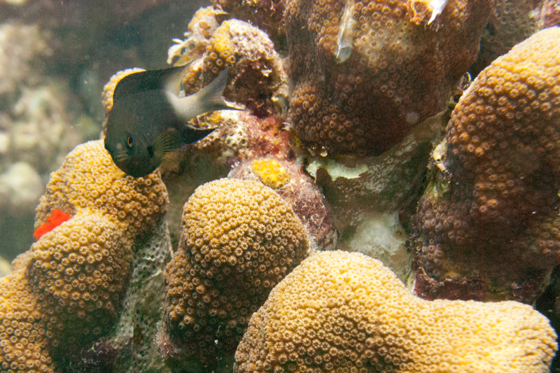 Andrea I- Bicolor Damselfish defending its territory