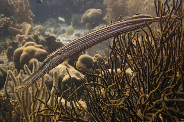 Tori's Reef- More typically colored trumpetfish by...