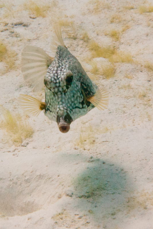 Invisibles- Smooth Trunkfish