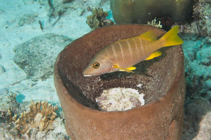 Tori's Reef- Schoolmaster in a barrel
