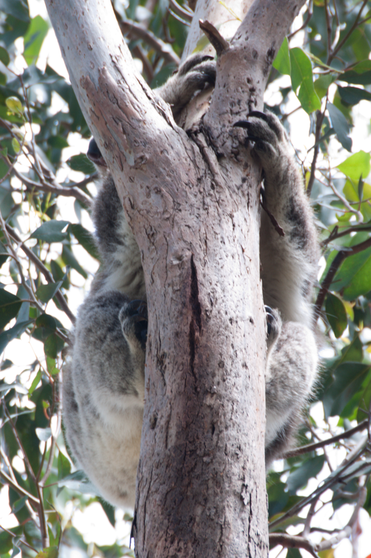 Koala Claws
