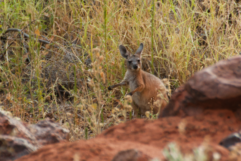 Kangaroo settling in for the evening at the Olgas