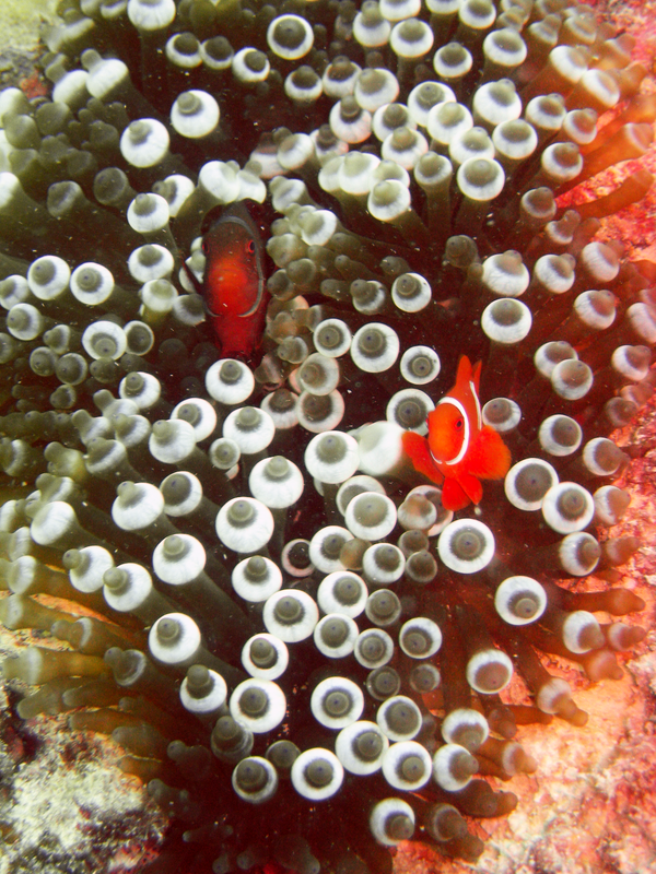 Another view of the clownfish