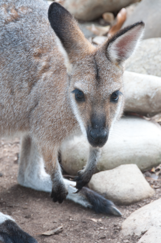 We did not have any treats for this red necked wallaby