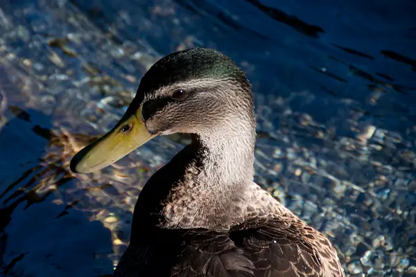 Yes, it's a duck picture, but it's a New Zealand duck by...