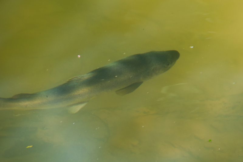 One of the fish in the Waitomo River