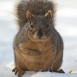 2007 Denver Squirrels