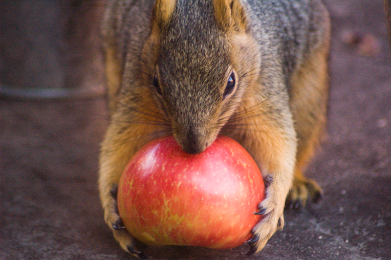 This apple looks pretty tasty