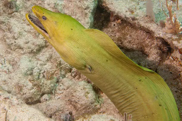 We saw another giant green moray eel swimming toward the...