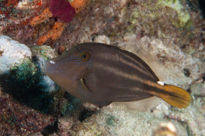 Juvenile filefish