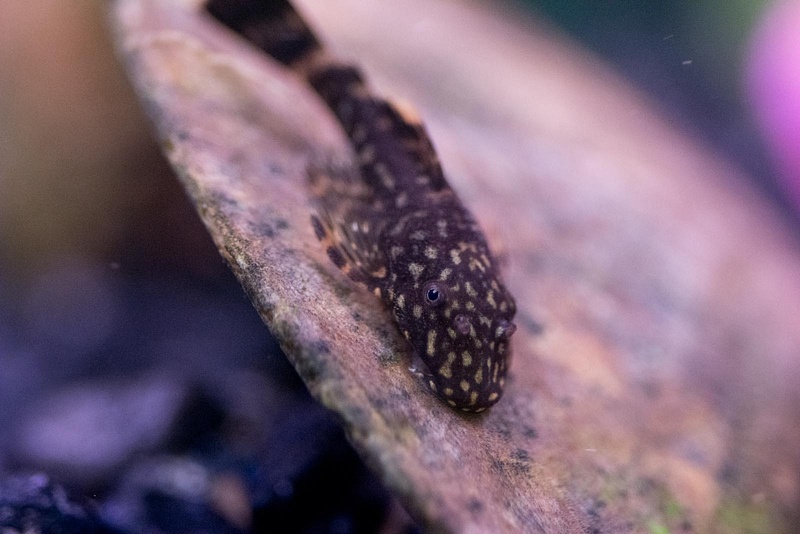 Somehow we hatched a school of tiny plecos