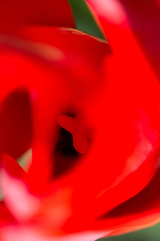 Peek inside a poppy