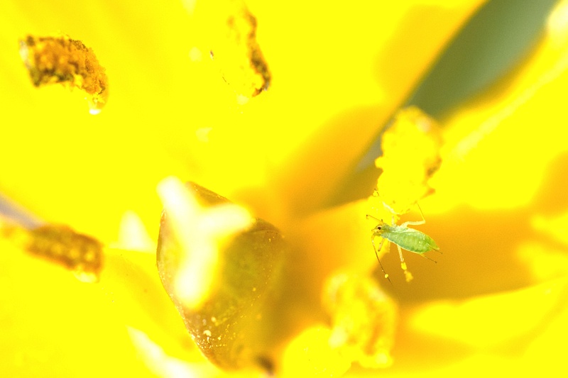 Tiny aphid visiting a tulip