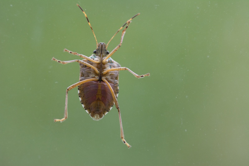 The lowly stink bug, clinging to the window