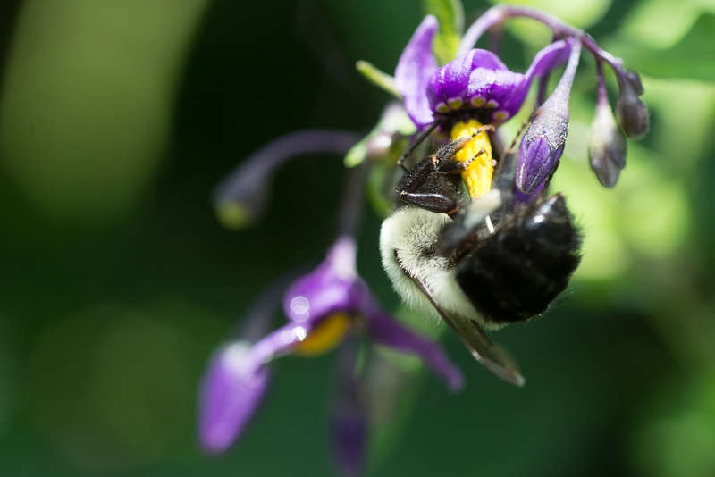 Large bumblebees were collecting nectar from the nightshade