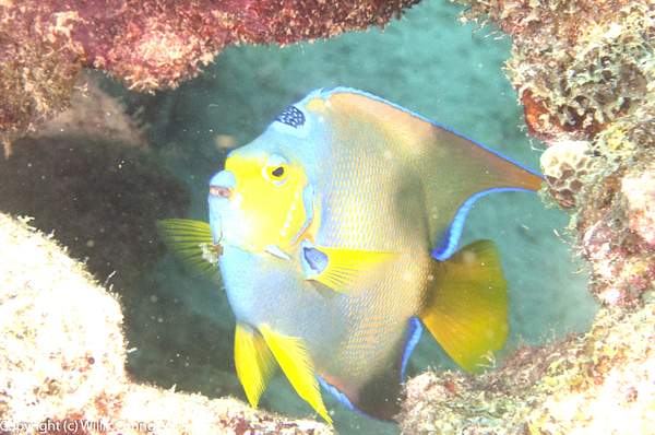 Queen angelfish annoyed with the paparazzi by Willis...