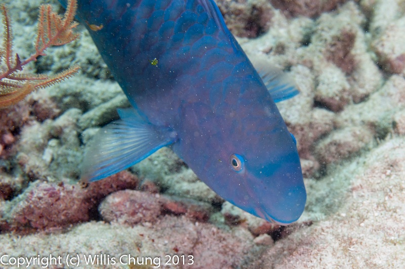 Blue parrotfish eating