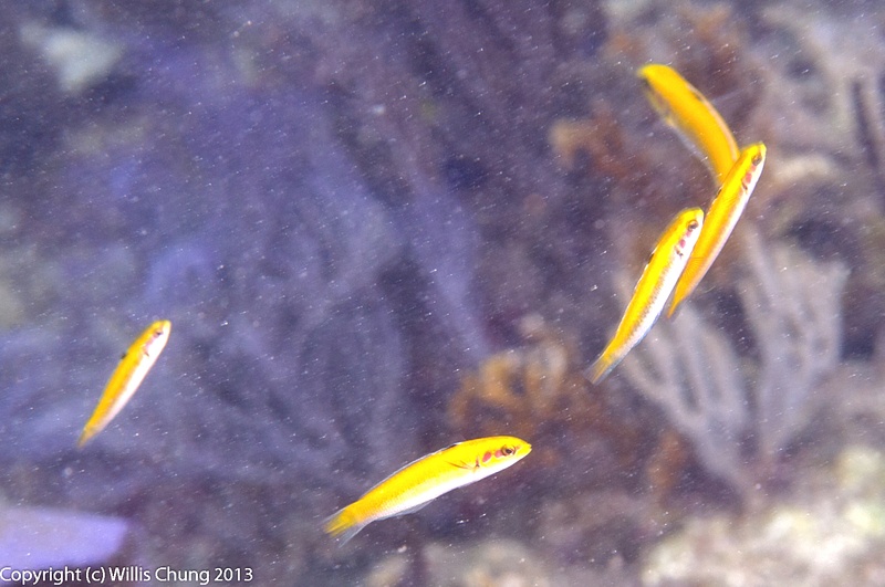 Formation of bluehead wrasse juveniles