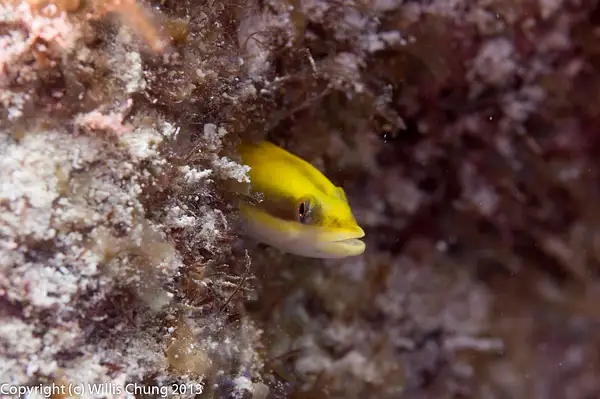 Goby of some sort hiding in a burrow by Willis Chung