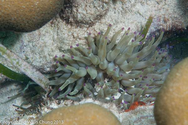 Purple tips on this anemone by Willis Chung