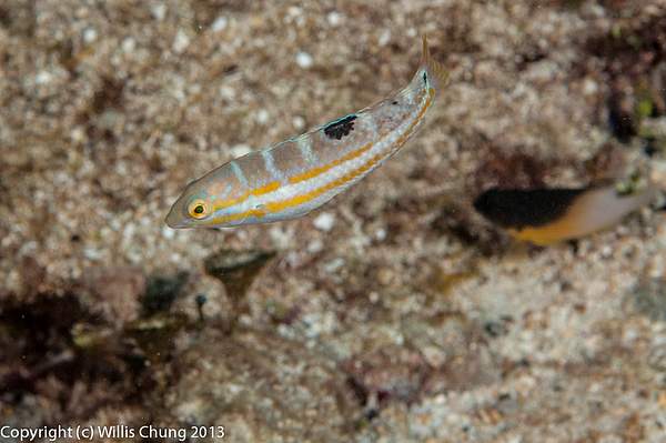 Juvenile puddingwife possibly by Willis Chung