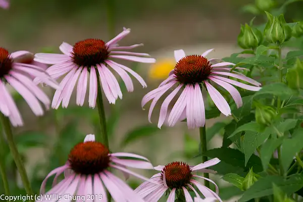 Echinacea by Willis Chung