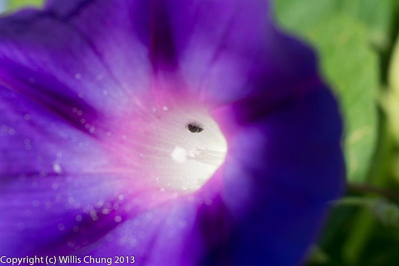 Other little bugs at home in the morning glories