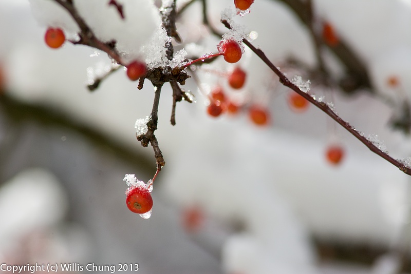 The cherries collected drops of melted snow