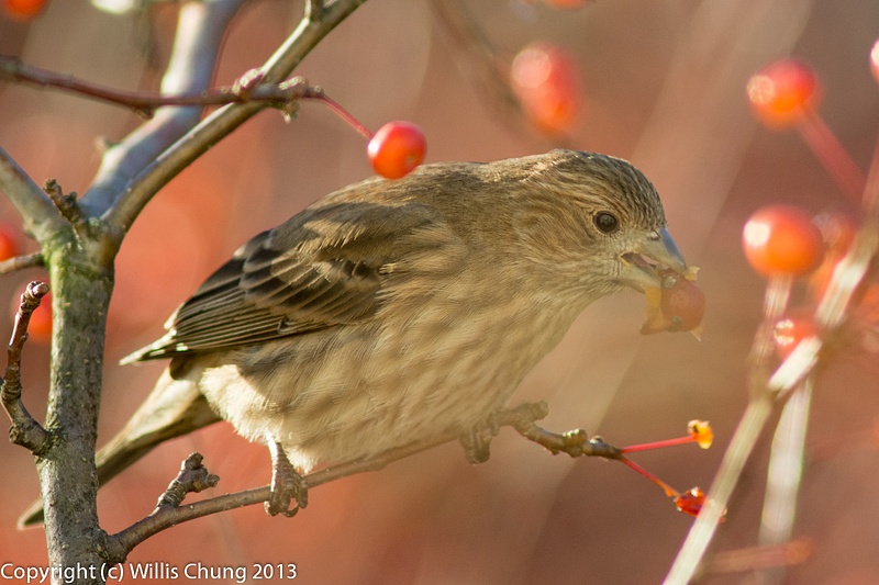 A female house finch eating more daintily