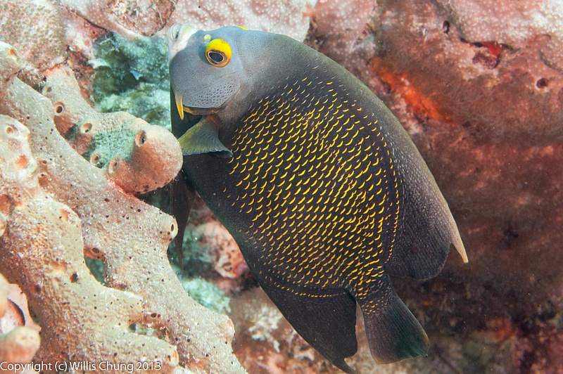 Fewer french angelfish this week than on our previous two visits in 2012