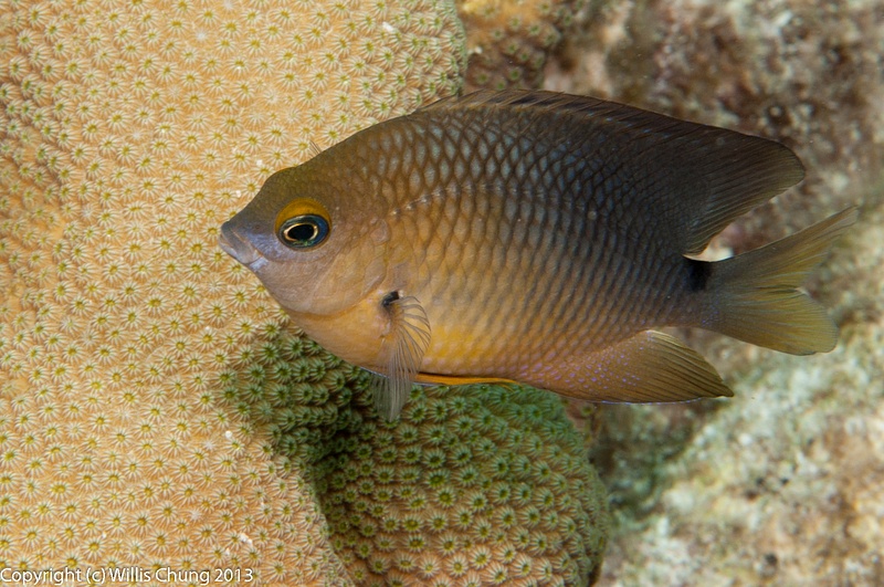 A cocoa damselfish with the black spot at the base of its tail