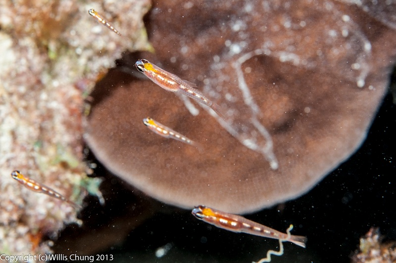 Schools of these small masked gobies are easy to find.