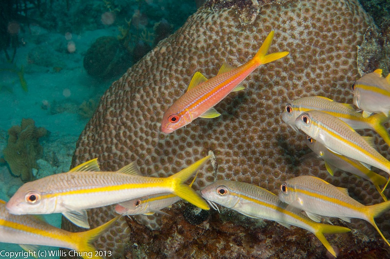 Yellow goatfish.  Don't know why this one is reddish