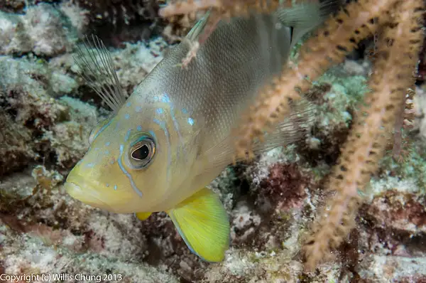 A barred hamlet trying to be inconspicuous by Willis...