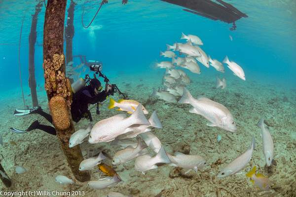 2014Mar Bonaire Scuba Fisheye 10.5mm by Willis Chung