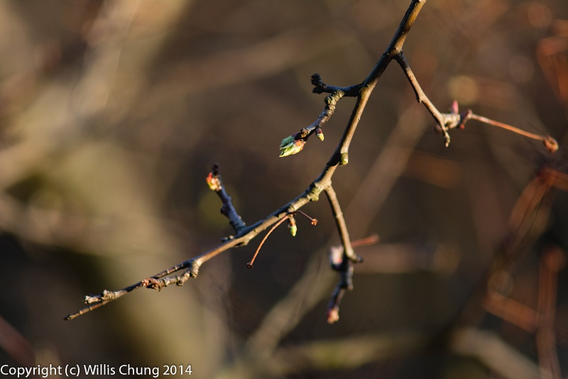 The cherry tree is starting to bud