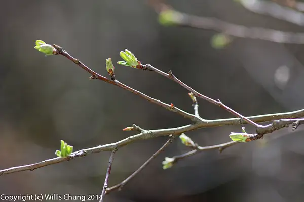 Cherry tree buds by Willis Chung