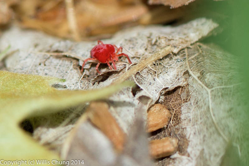 A tiny red velvet mite scrambled out