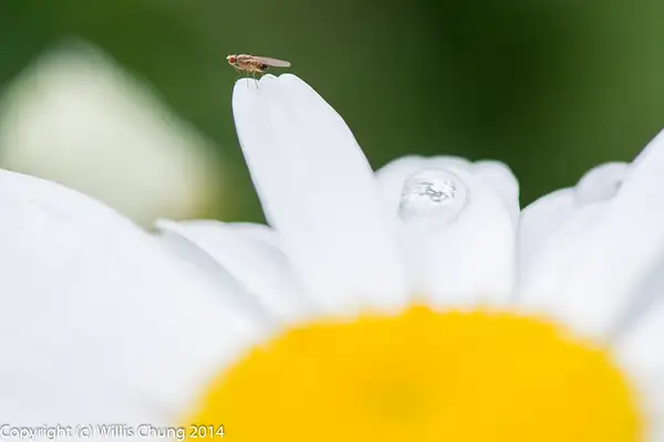 2014June Summer Flowers and Insects Pittsburgh by Willis...