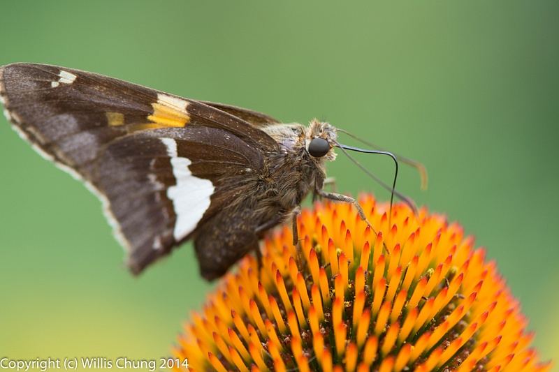 Silver Spotted Skipper visiting Echinacea