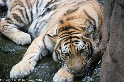 2014July Pittsburgh Zoo