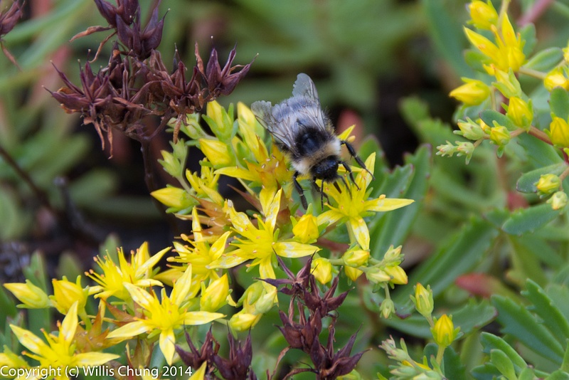 Bee visiting flowering moss