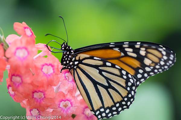 Monarch feeding by Willis Chung
