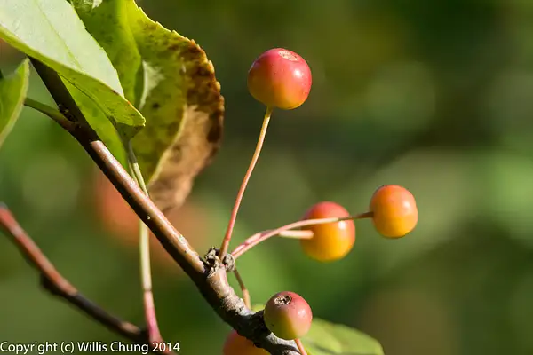 Ripening cherries, 500mm! by Willis Chung