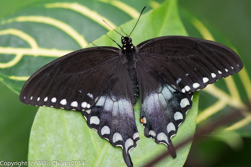 A spicebush swallowtail