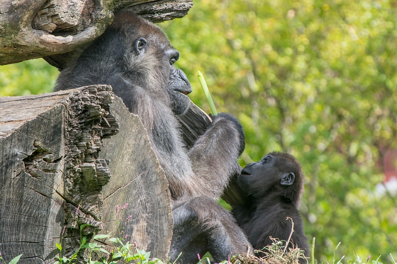 Adult and baby lowlands gorillas at lunch